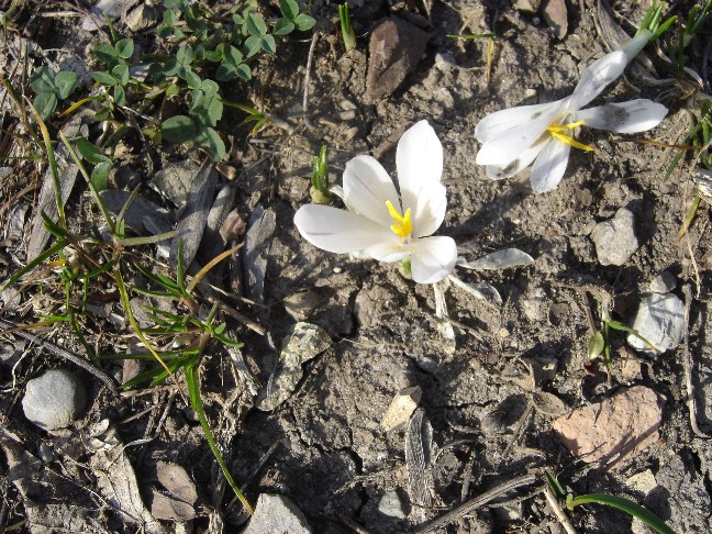 Fiori primaverili